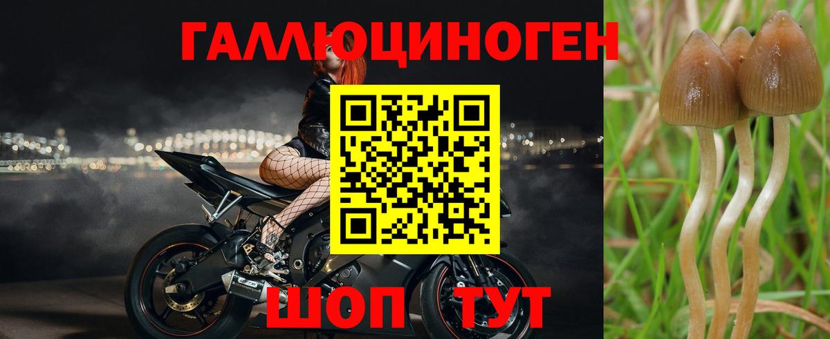 Псилоцибиновые грибы Cubensis  Вход с VPN  Курчалой 